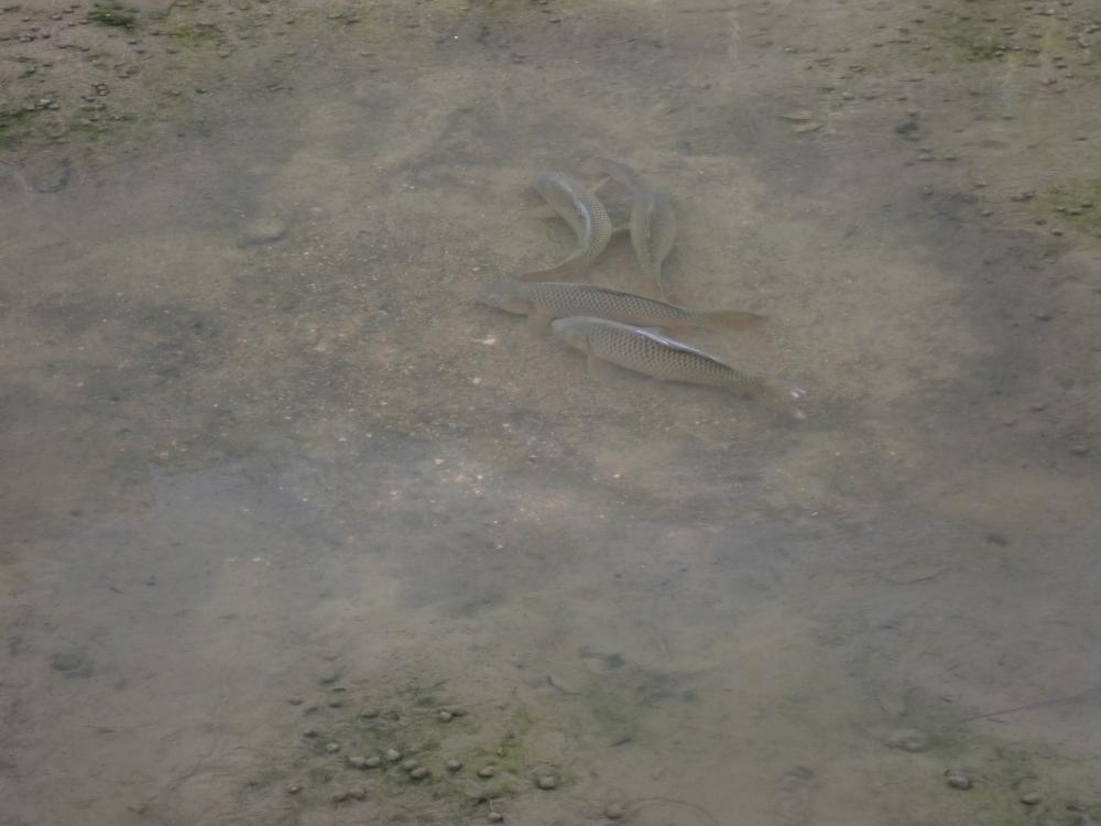 コイの写真