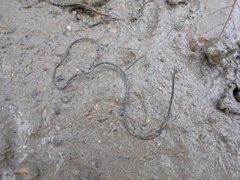 ハリガネムシの写真