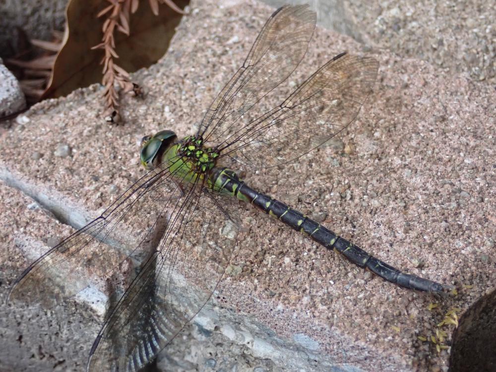 カトリヤンマの写真