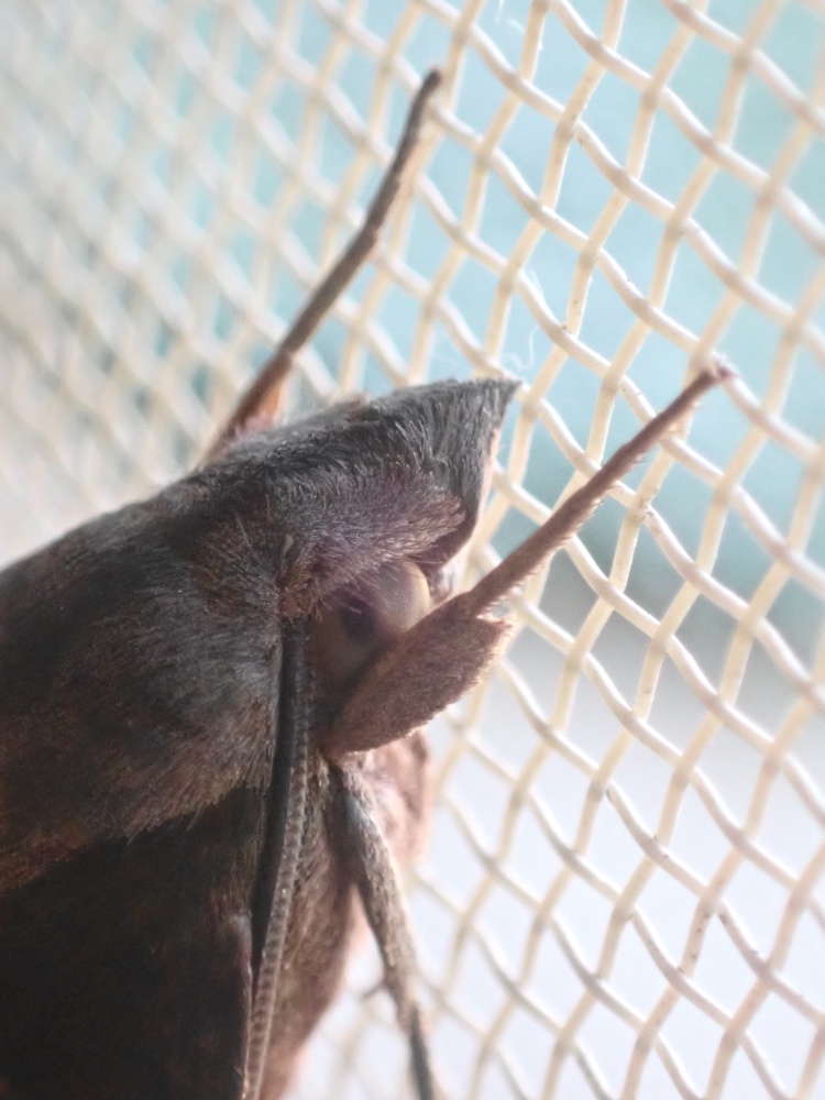 ホシホウジャクの写真