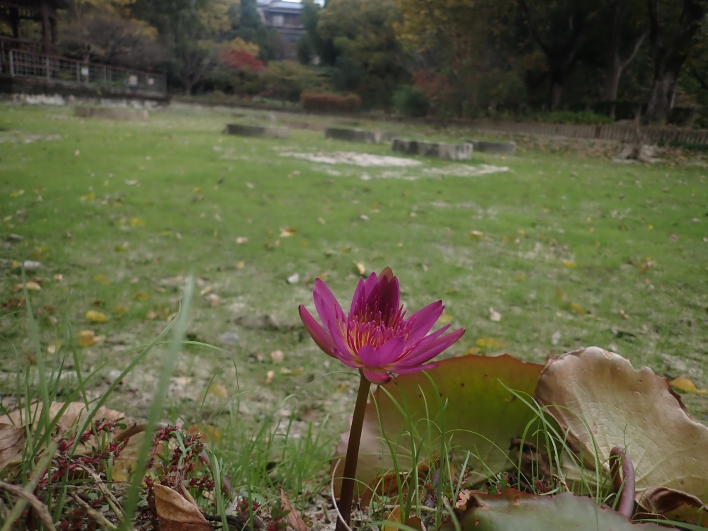 熱帯スイレンの花の写真