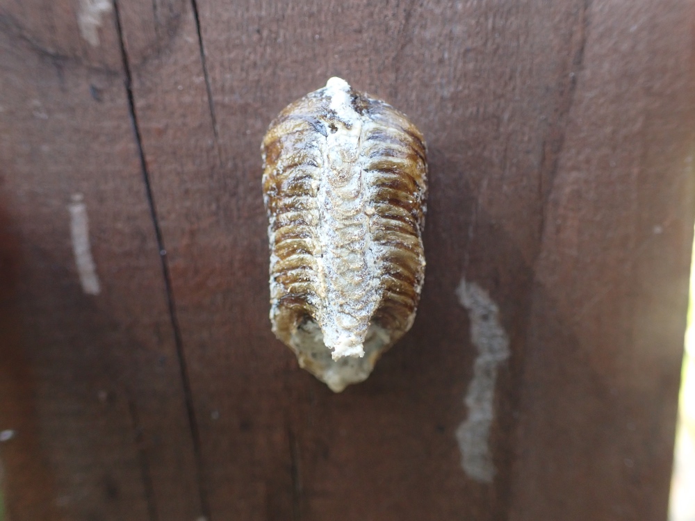 カマキリの卵のうの写真