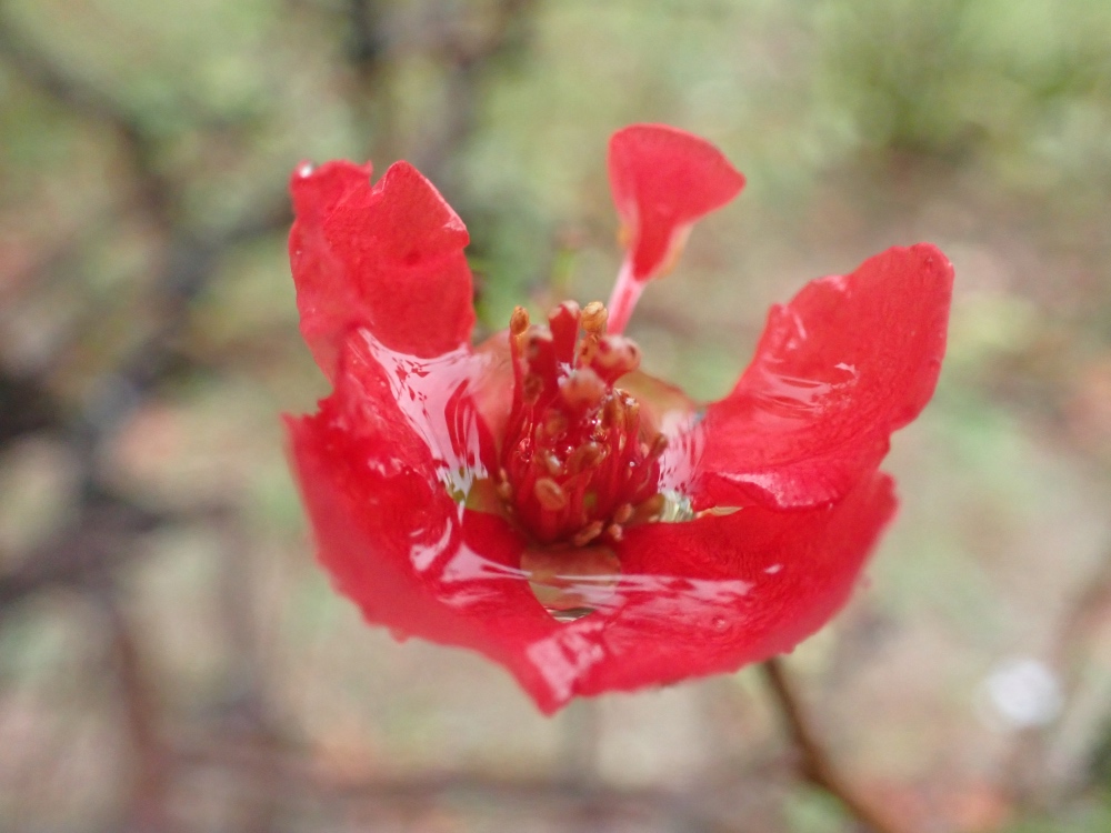 ボケの花の写真