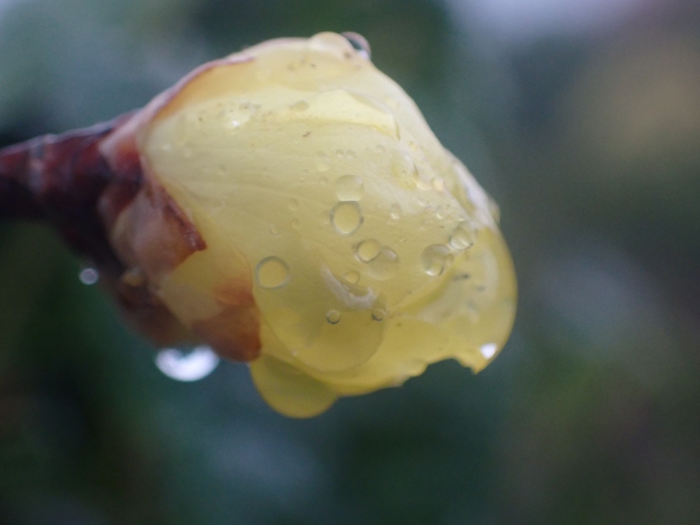 ロウバイの花の写真
