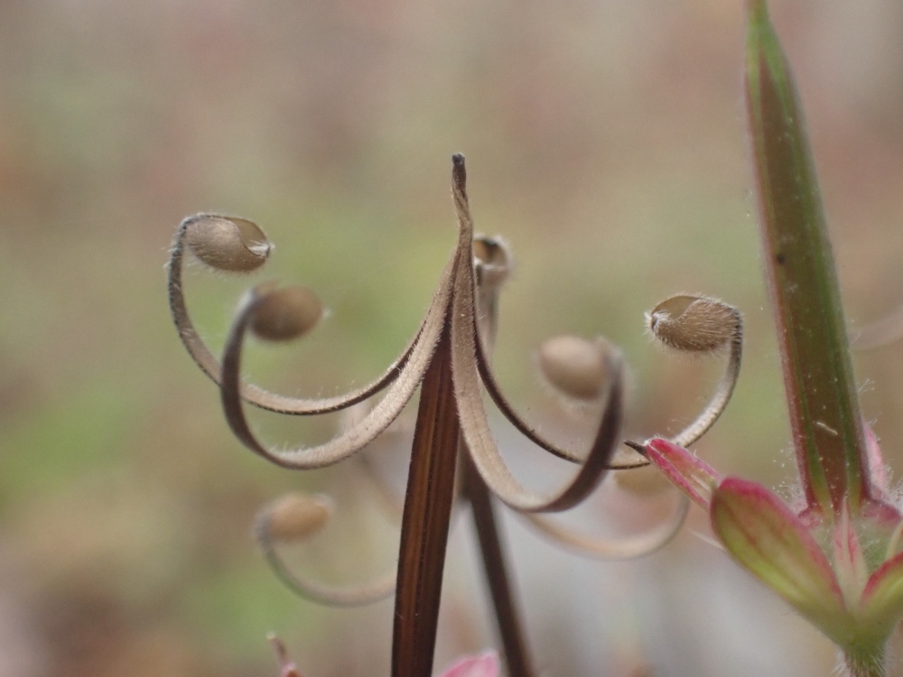 ゲンノショウコの写真