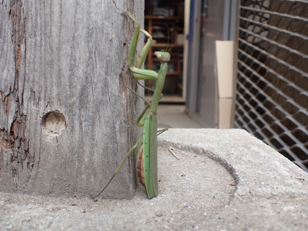 カマキリの写真