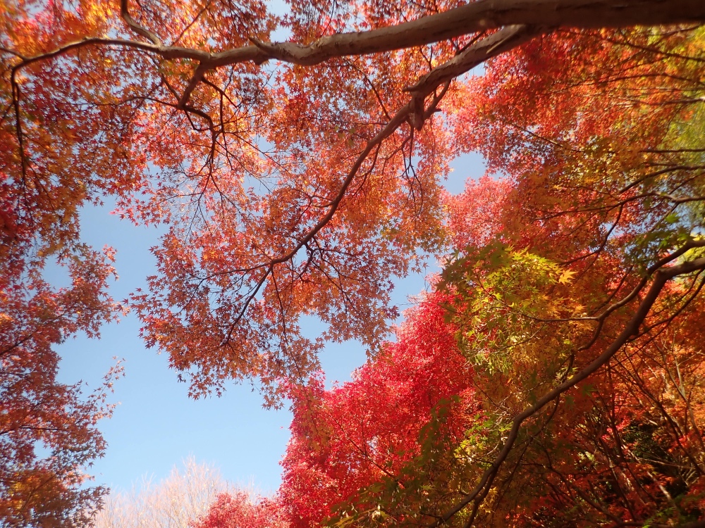 紅葉の写真