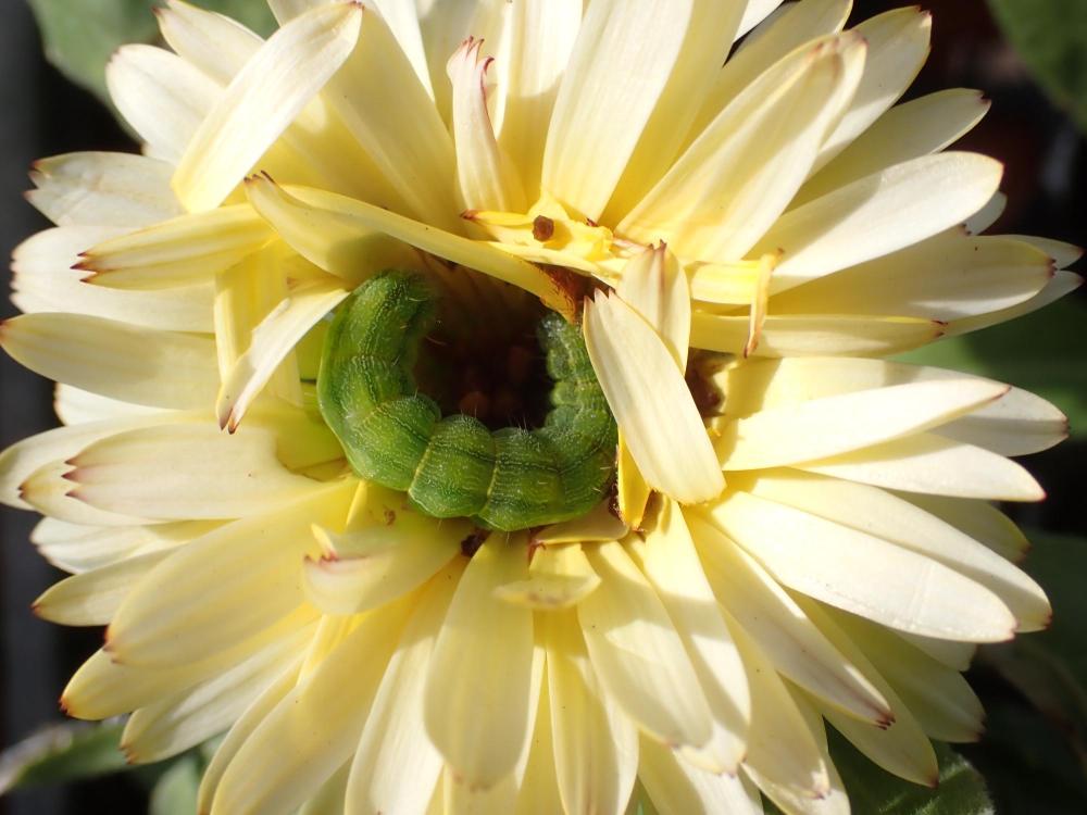 芋虫の写真