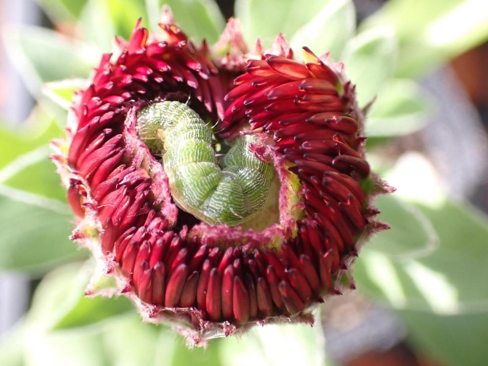 芋虫の写真