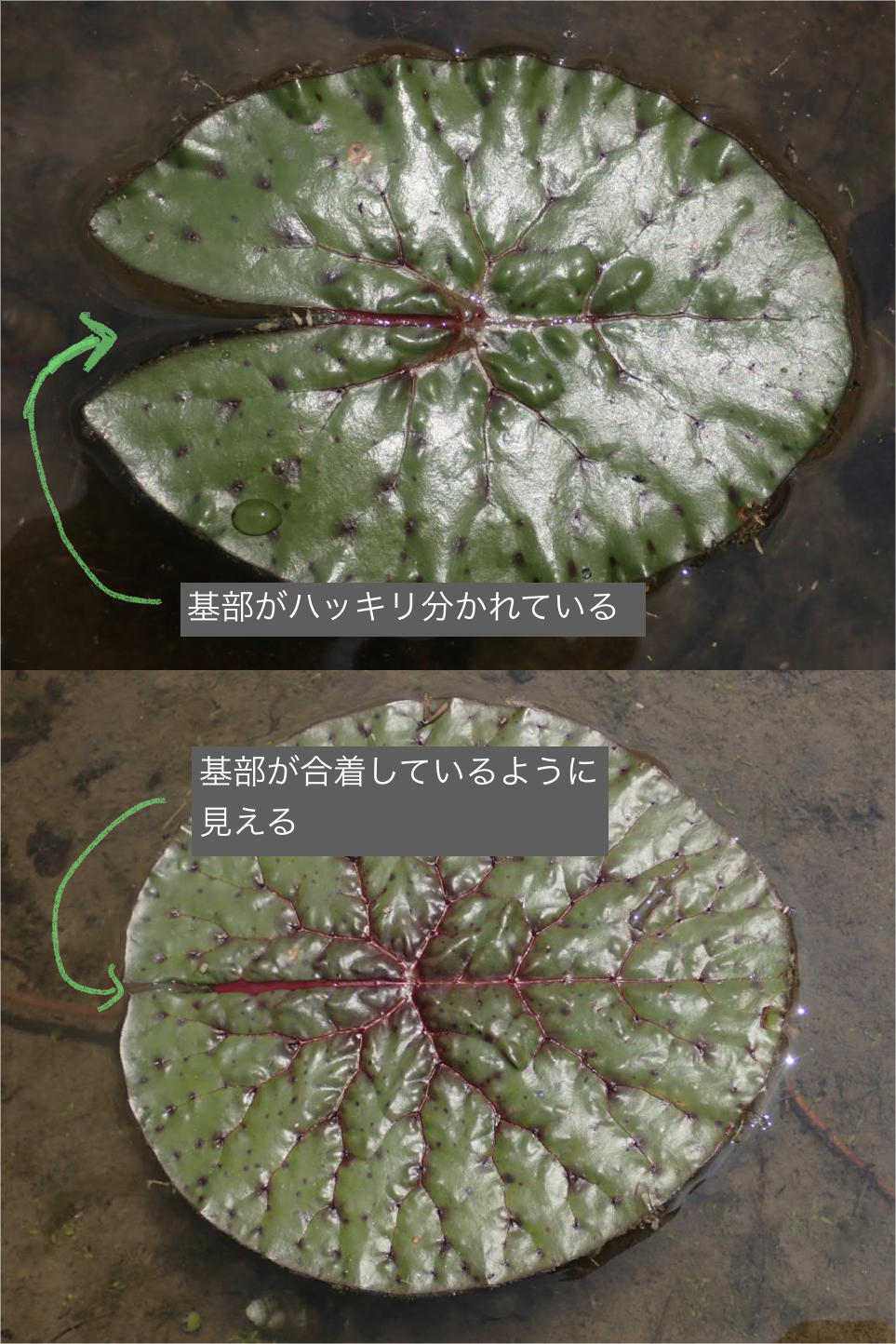 オニバスの写真