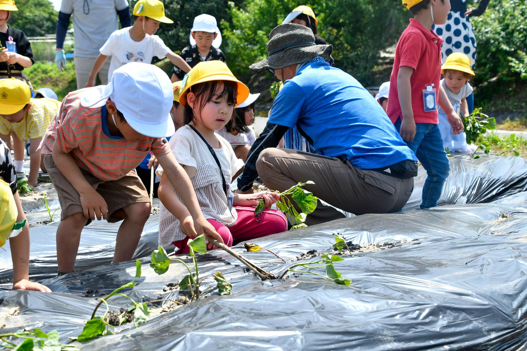 苗植えのために竹の棒で土に穴をあける園児と児童