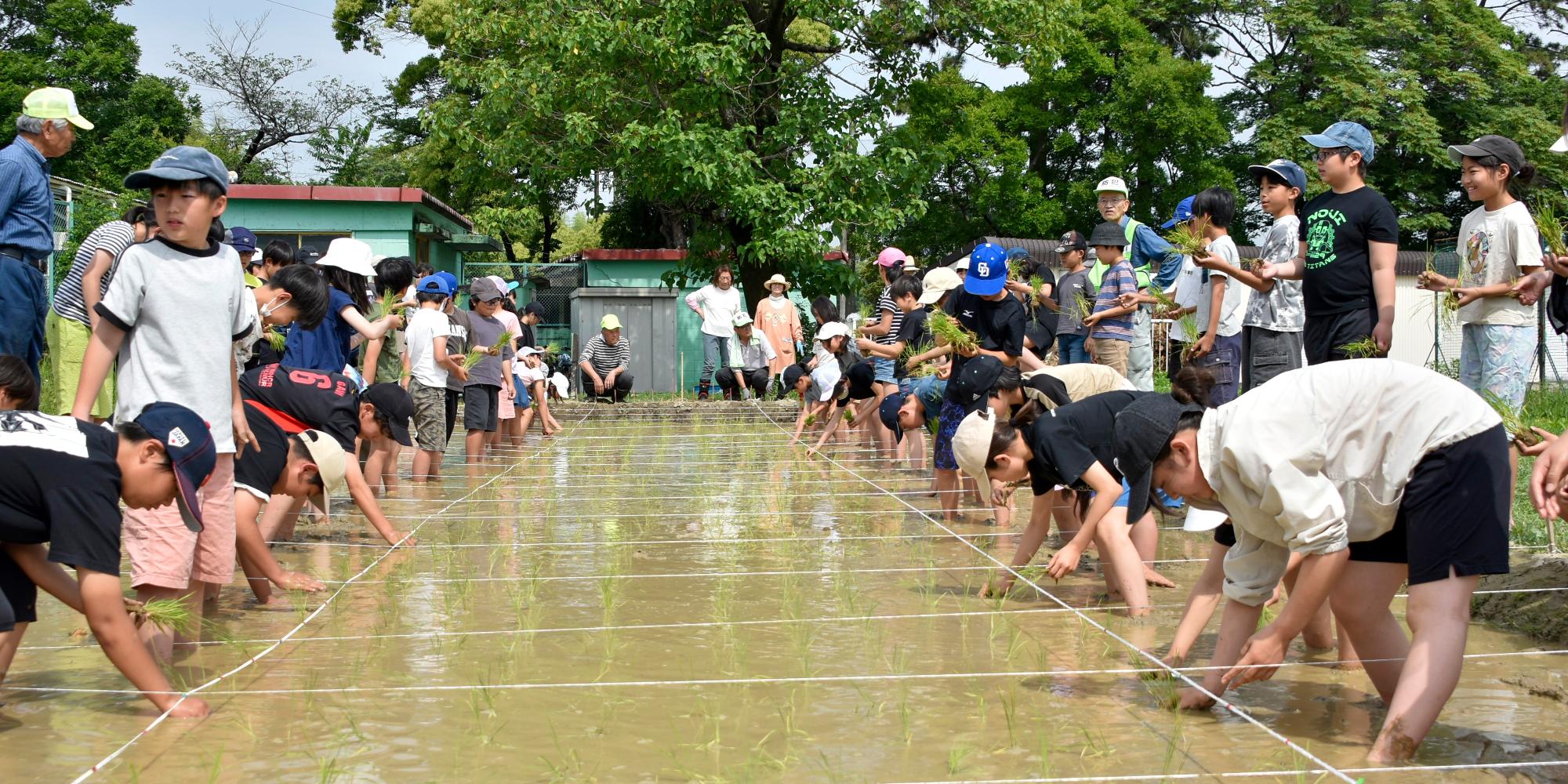 田植えをする生徒たち
