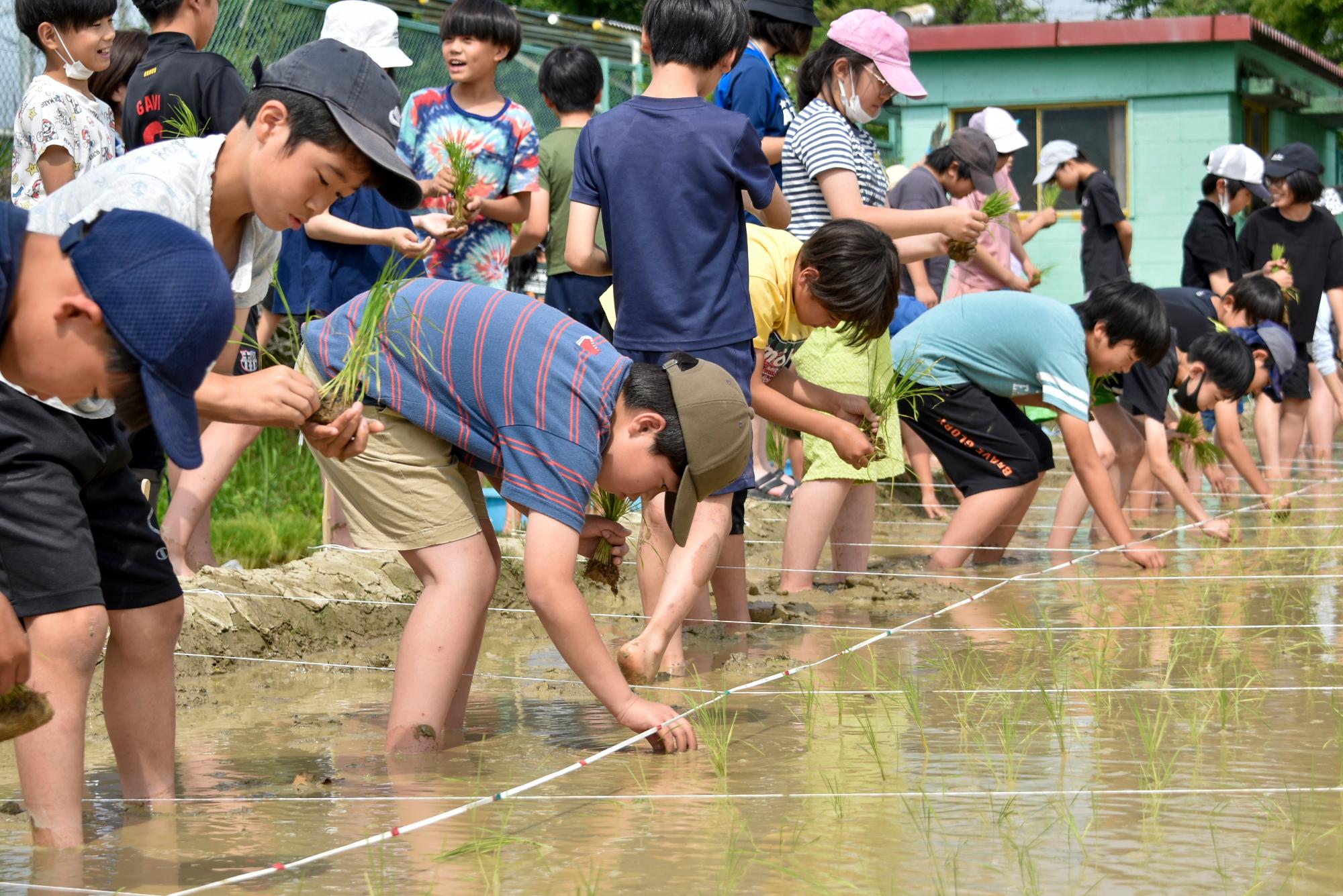 田植えをする生徒たち