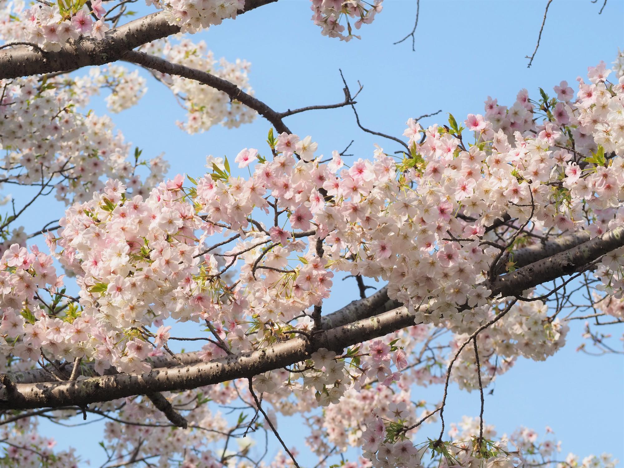 オオシマザクラ
