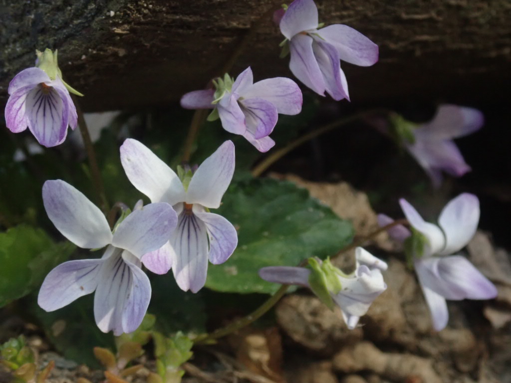 コスミレの写真
