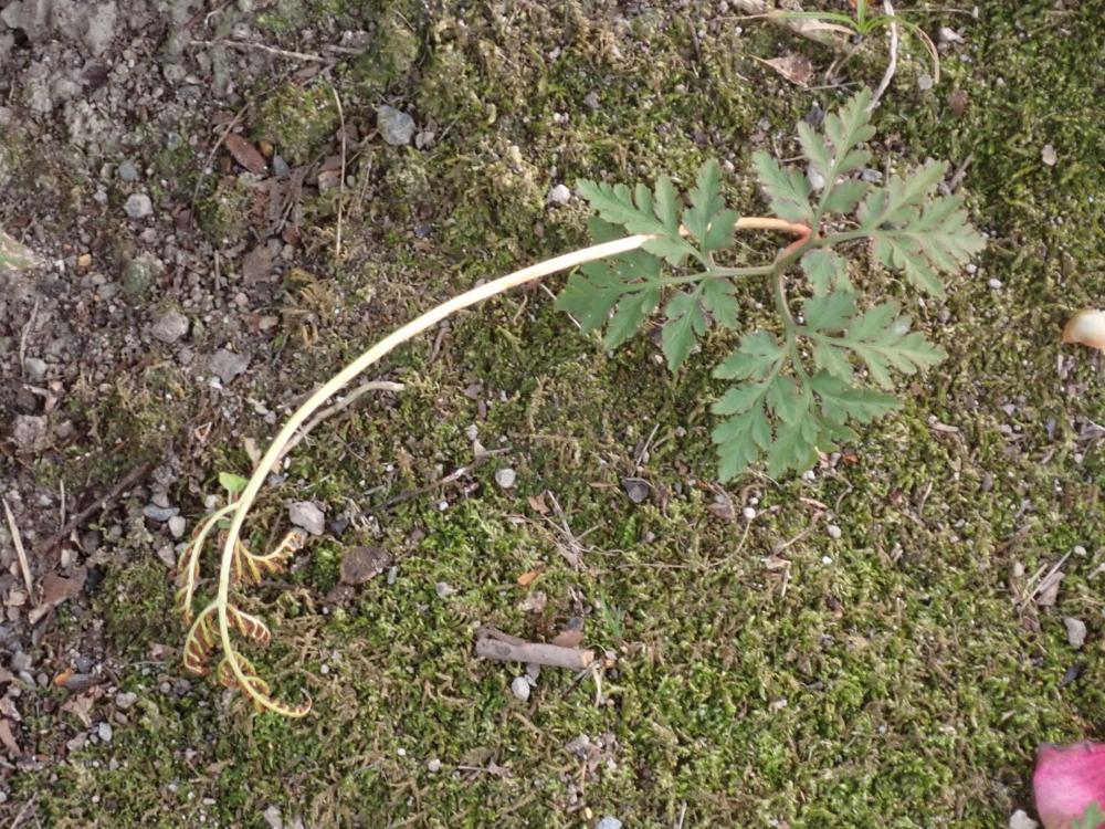 フユノハナワラビの写真