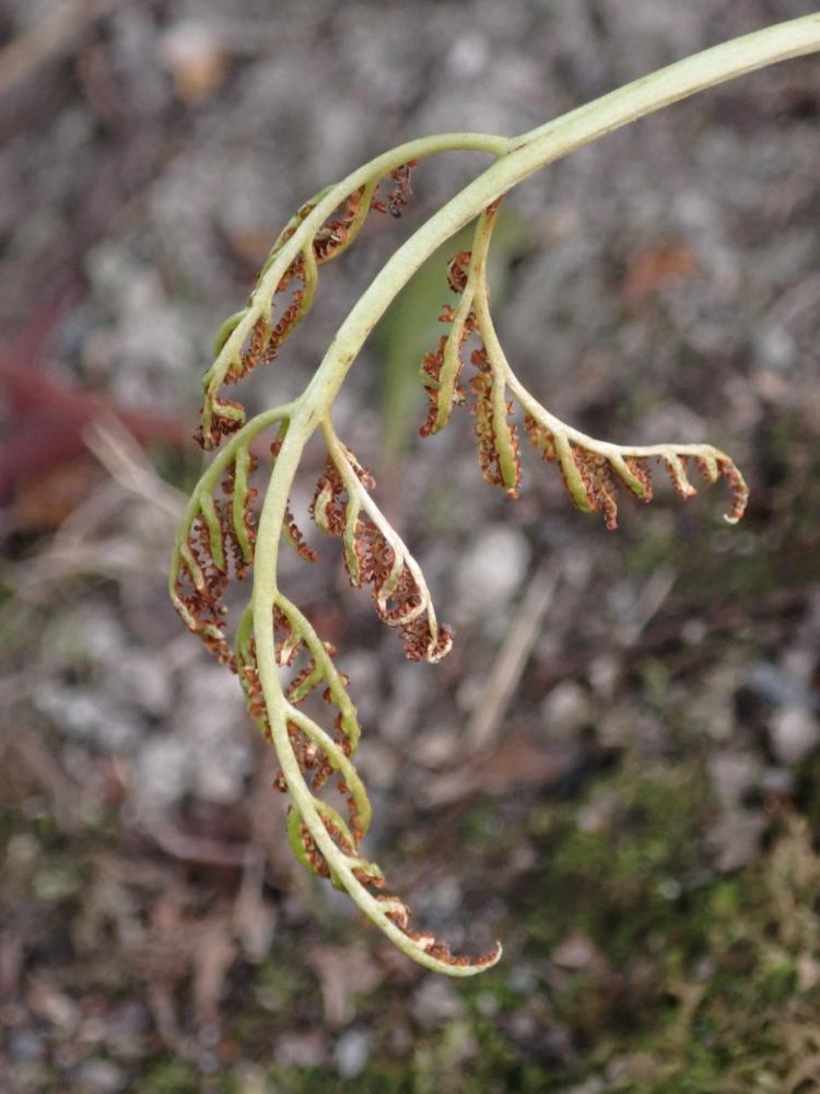 フユノハナワラビの写真