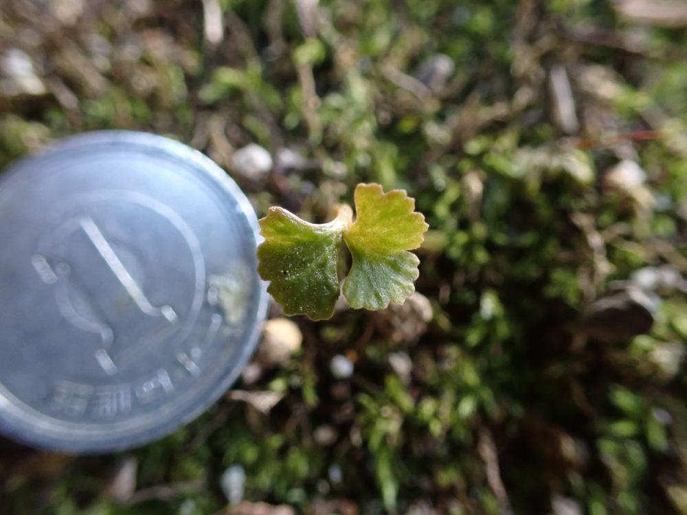 フユノハナワラビの写真