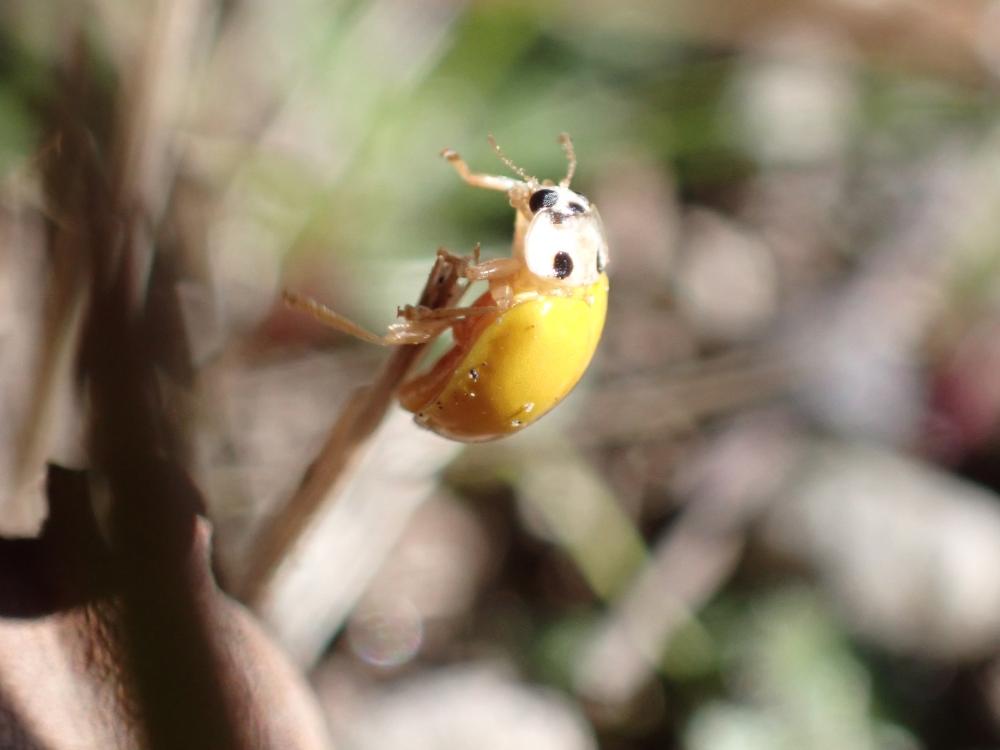 キイロテントウの写真