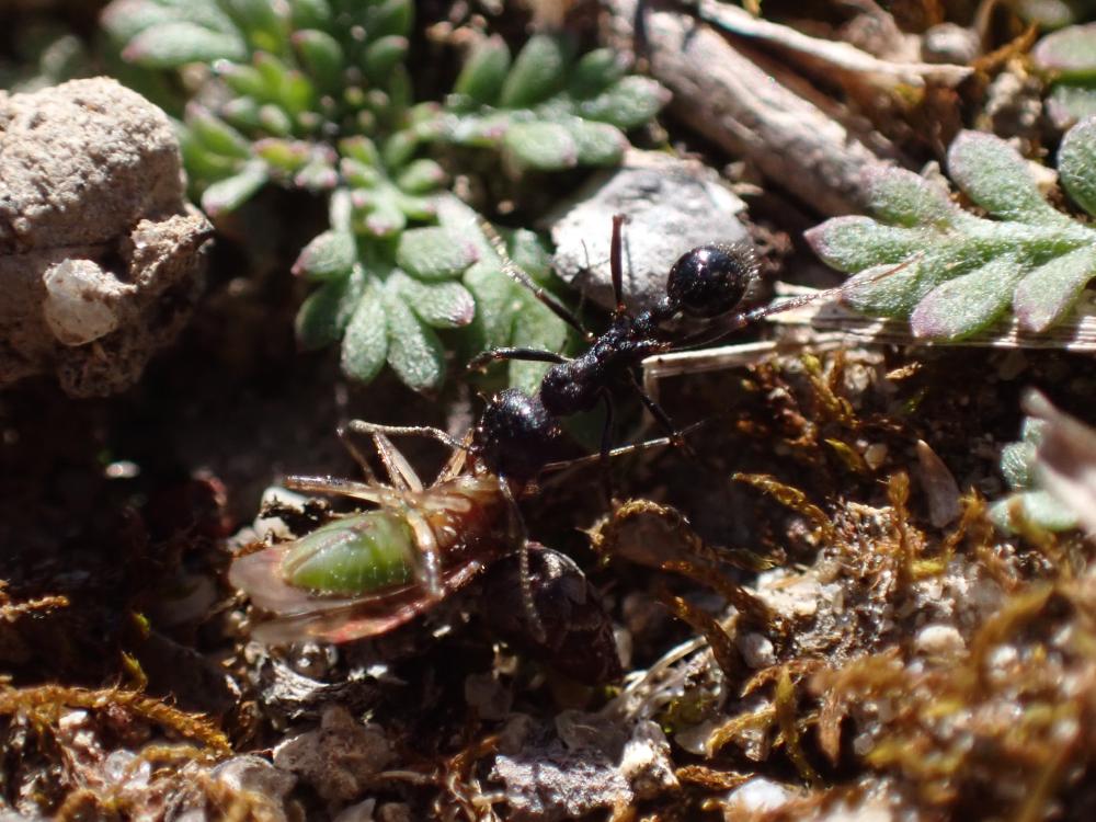 クロナガアリの写真