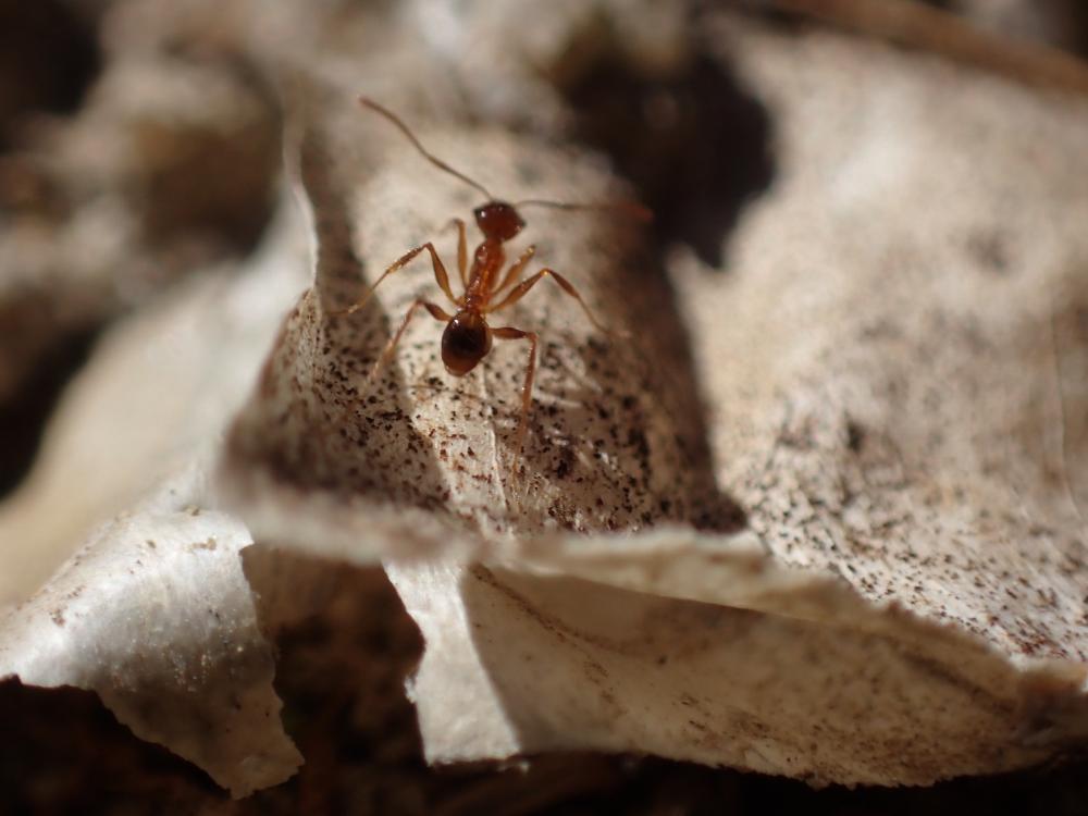 アメイロアリの写真