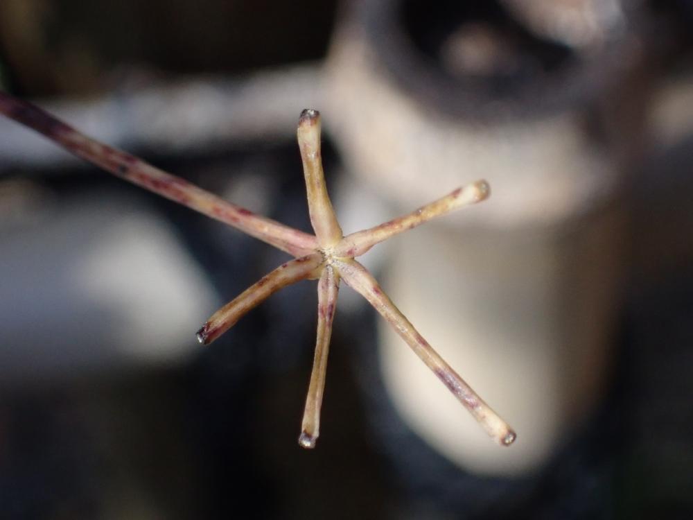 アケビの葉柄の写真