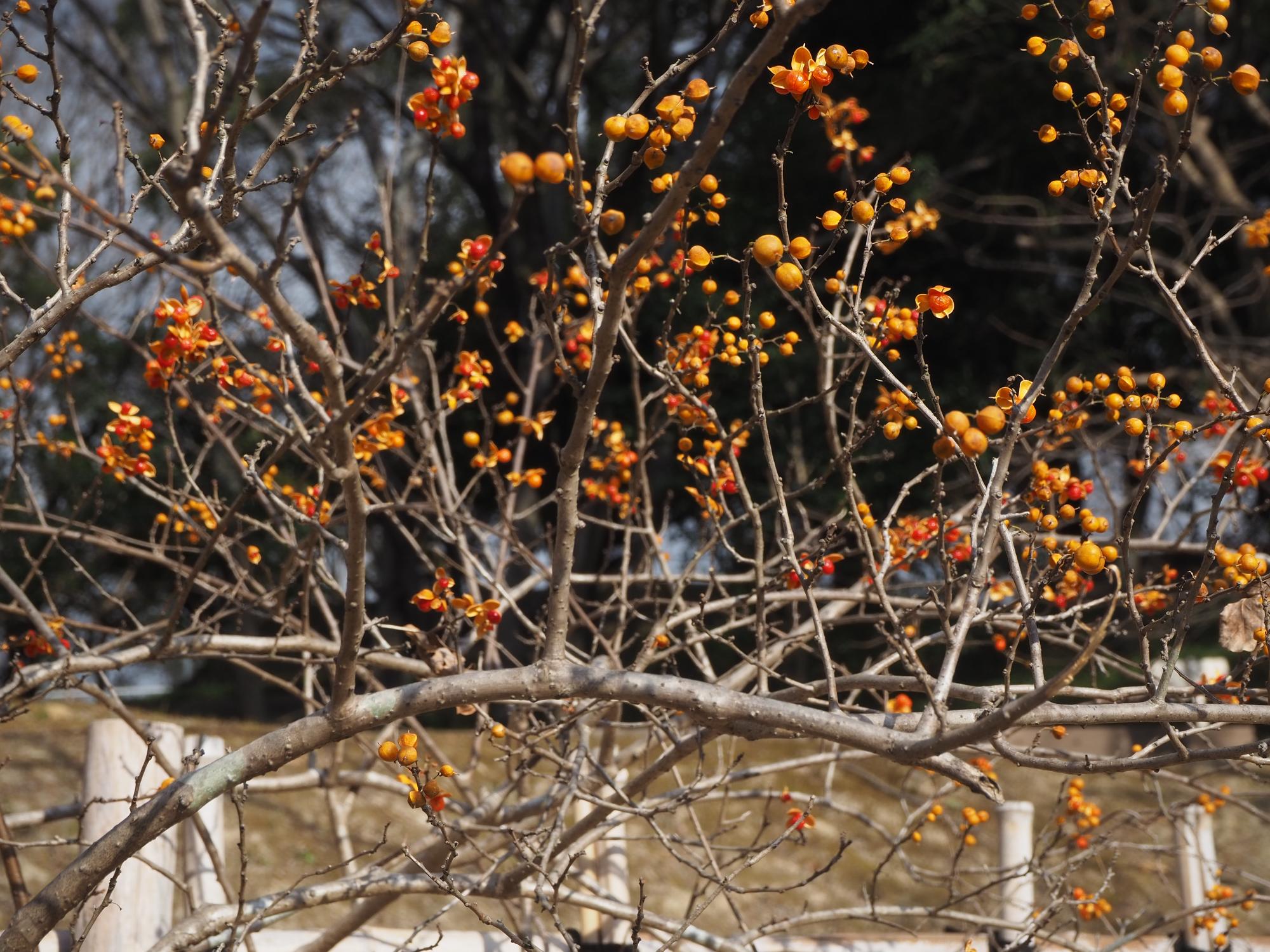 ツルウメモドキ