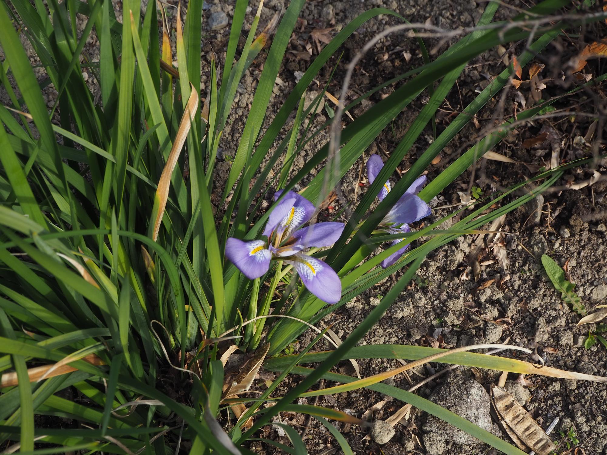 カンザキアヤメ