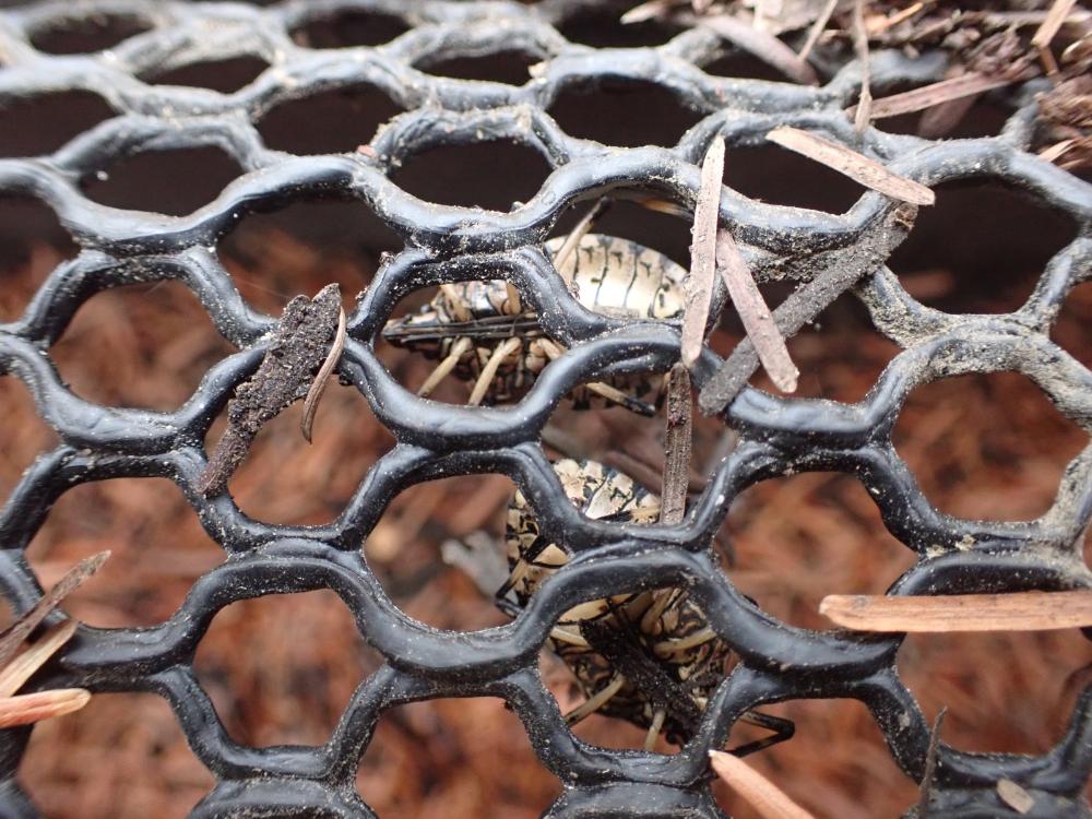 キマダラカメムシの写真