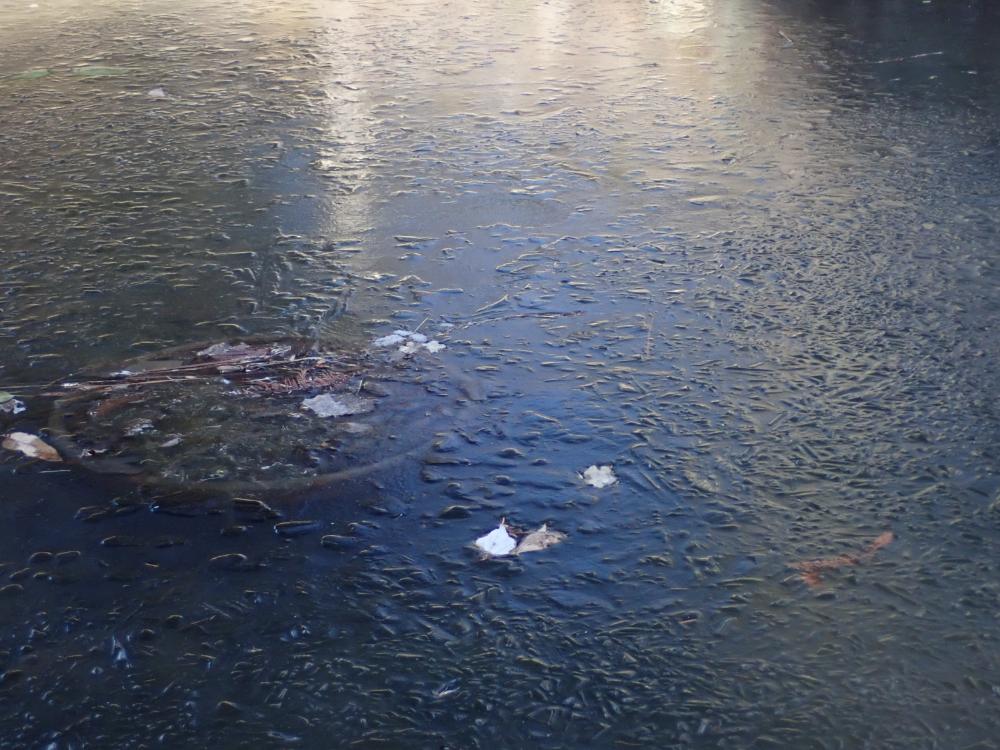 薬草園の池の写真