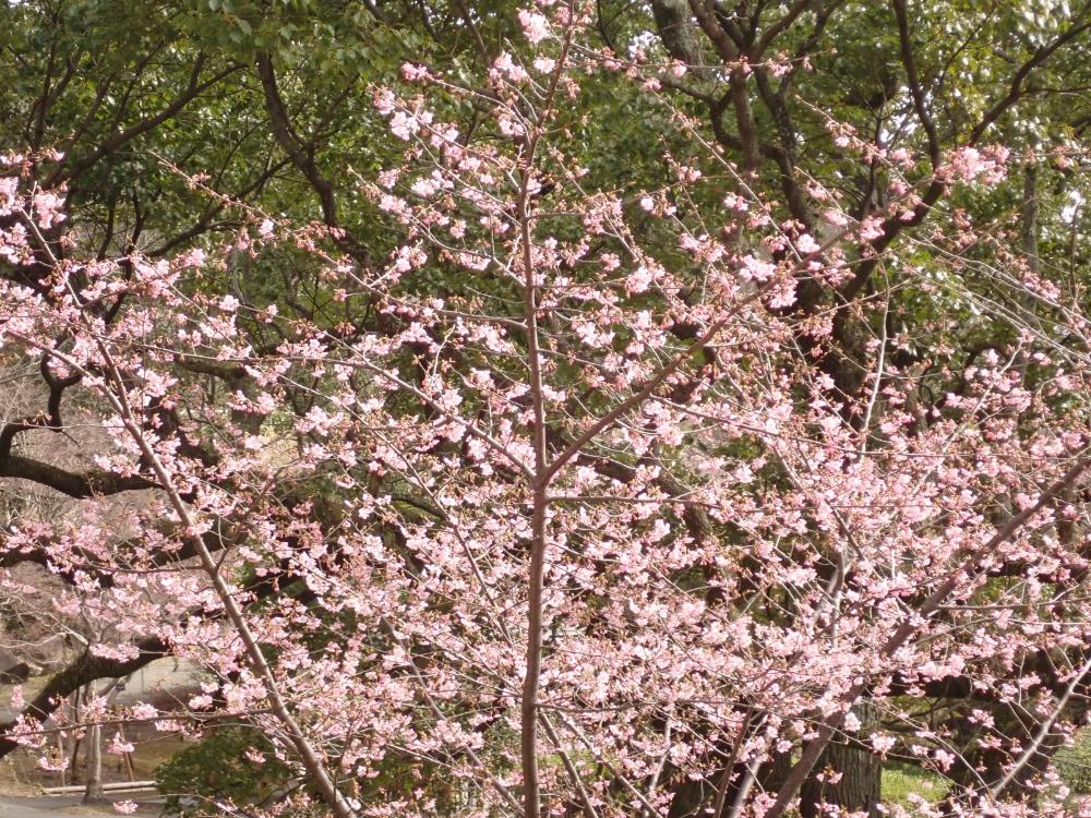 カワヅザクラの写真