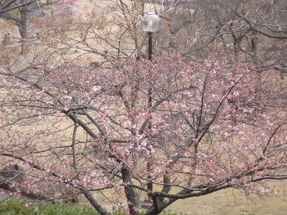 カワヅザクラの写真