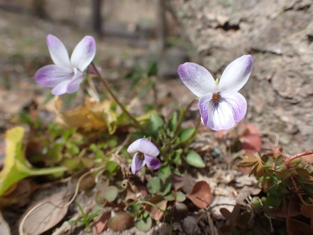 コスミレの写真