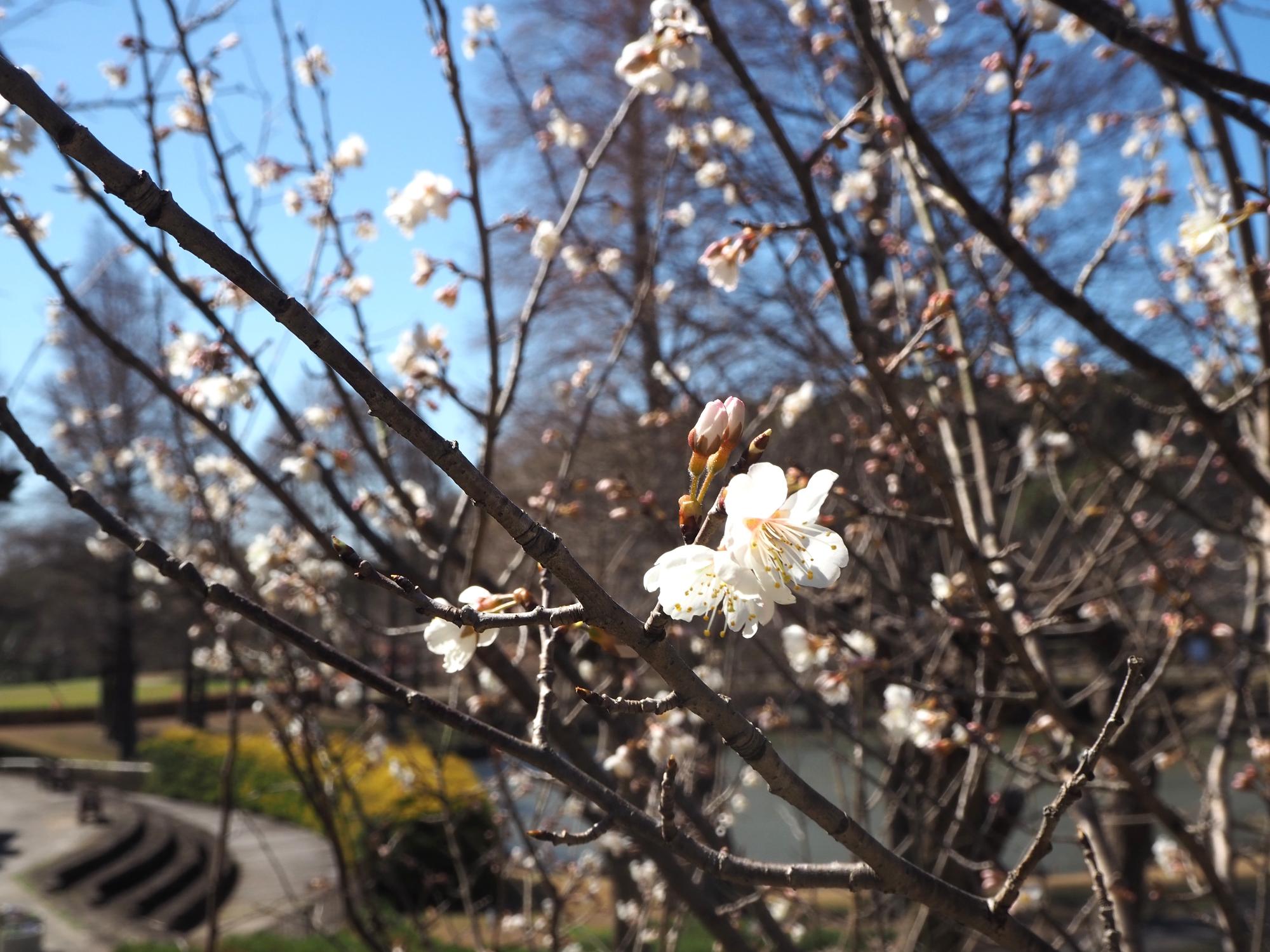 セイヨウミザクラ