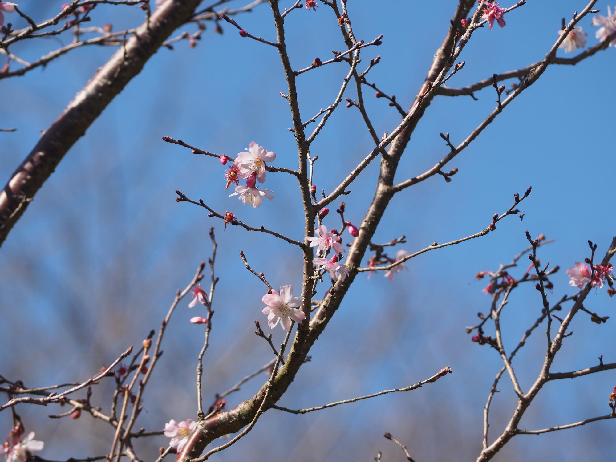 ジュウガツザクラ