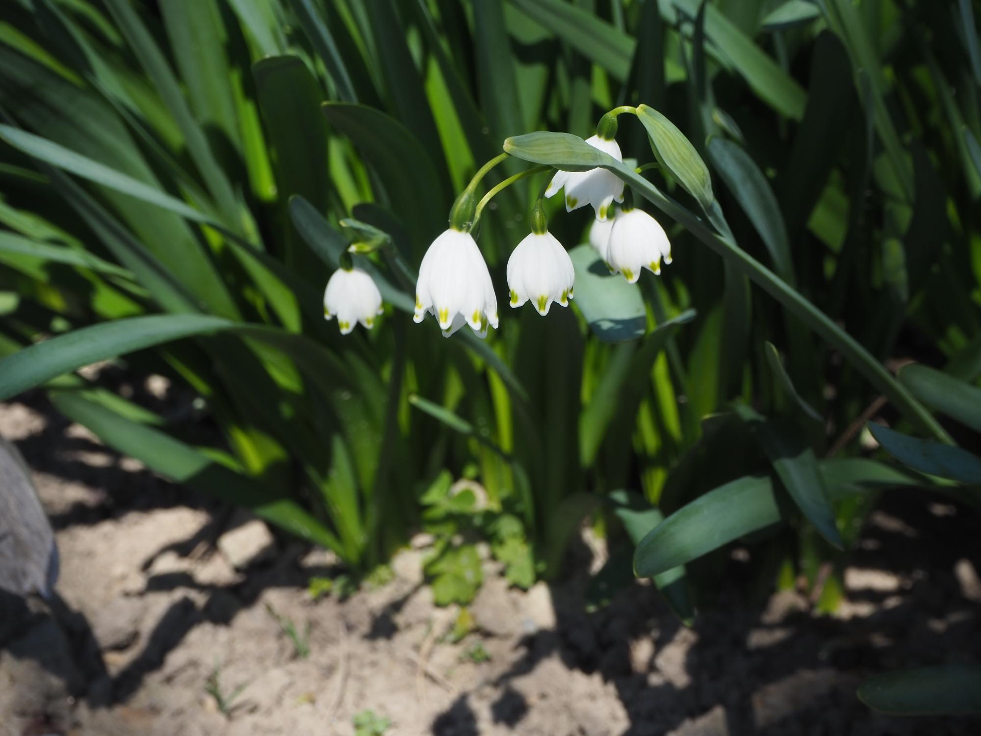 スノーフレーク