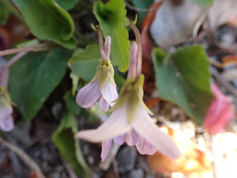 コスミレの写真