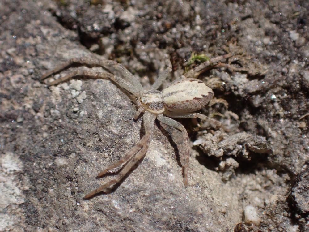 キンイロエビグモの写真