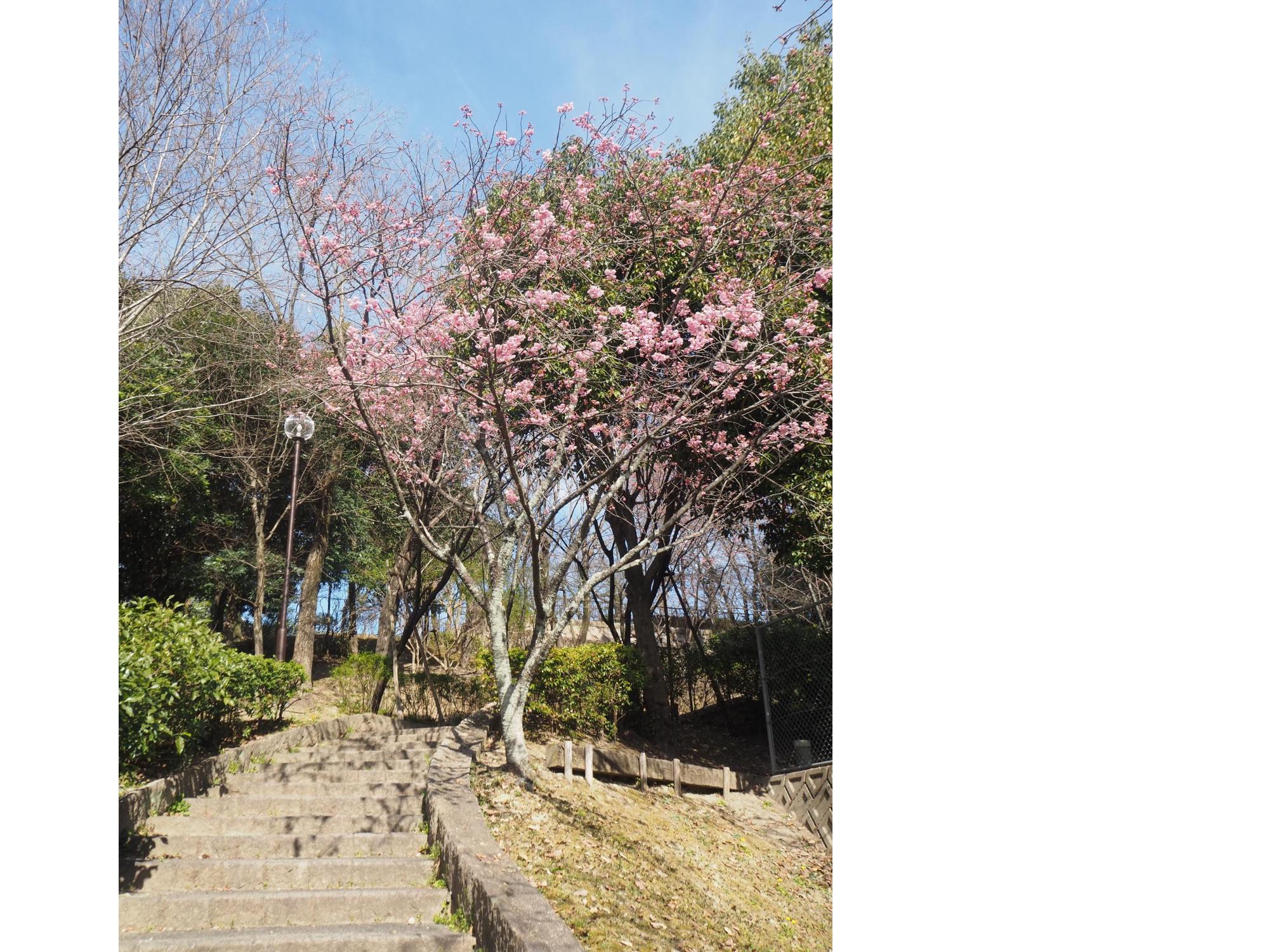 オオヤマザクラ