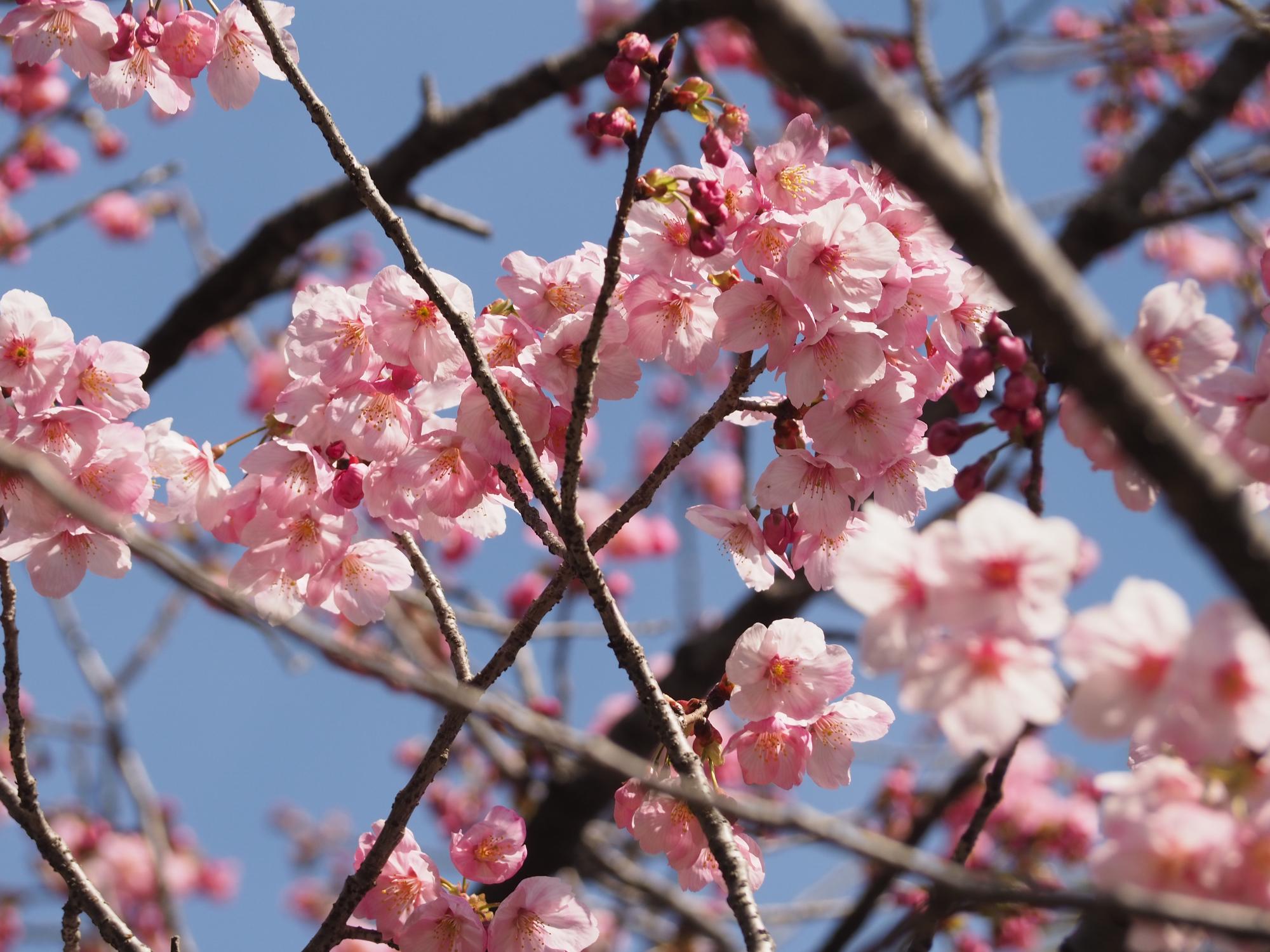 オオヤマザクラ