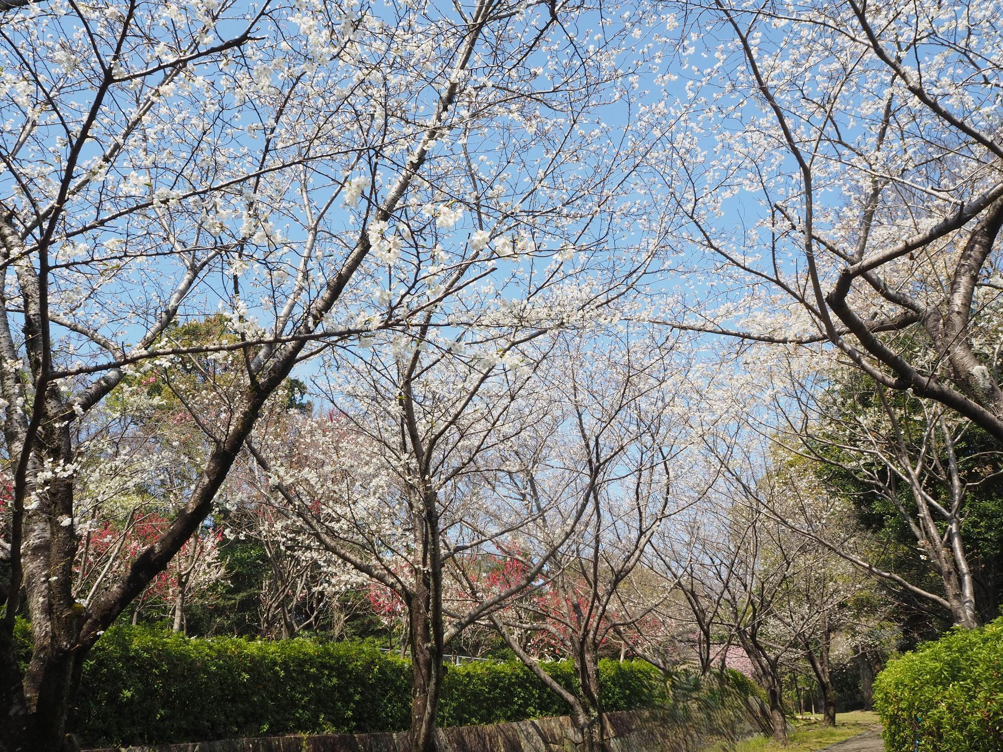 オオシマザクラ