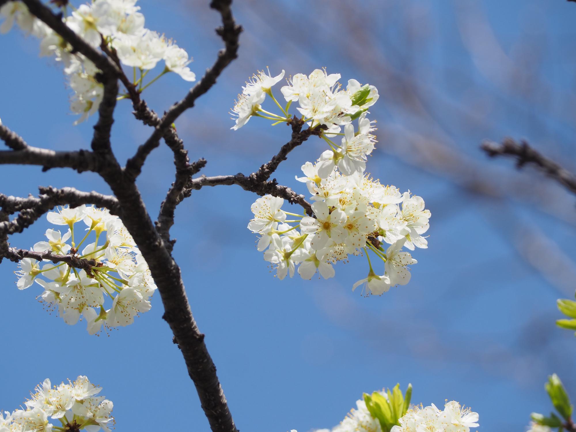 ヒメミドリザクラ
