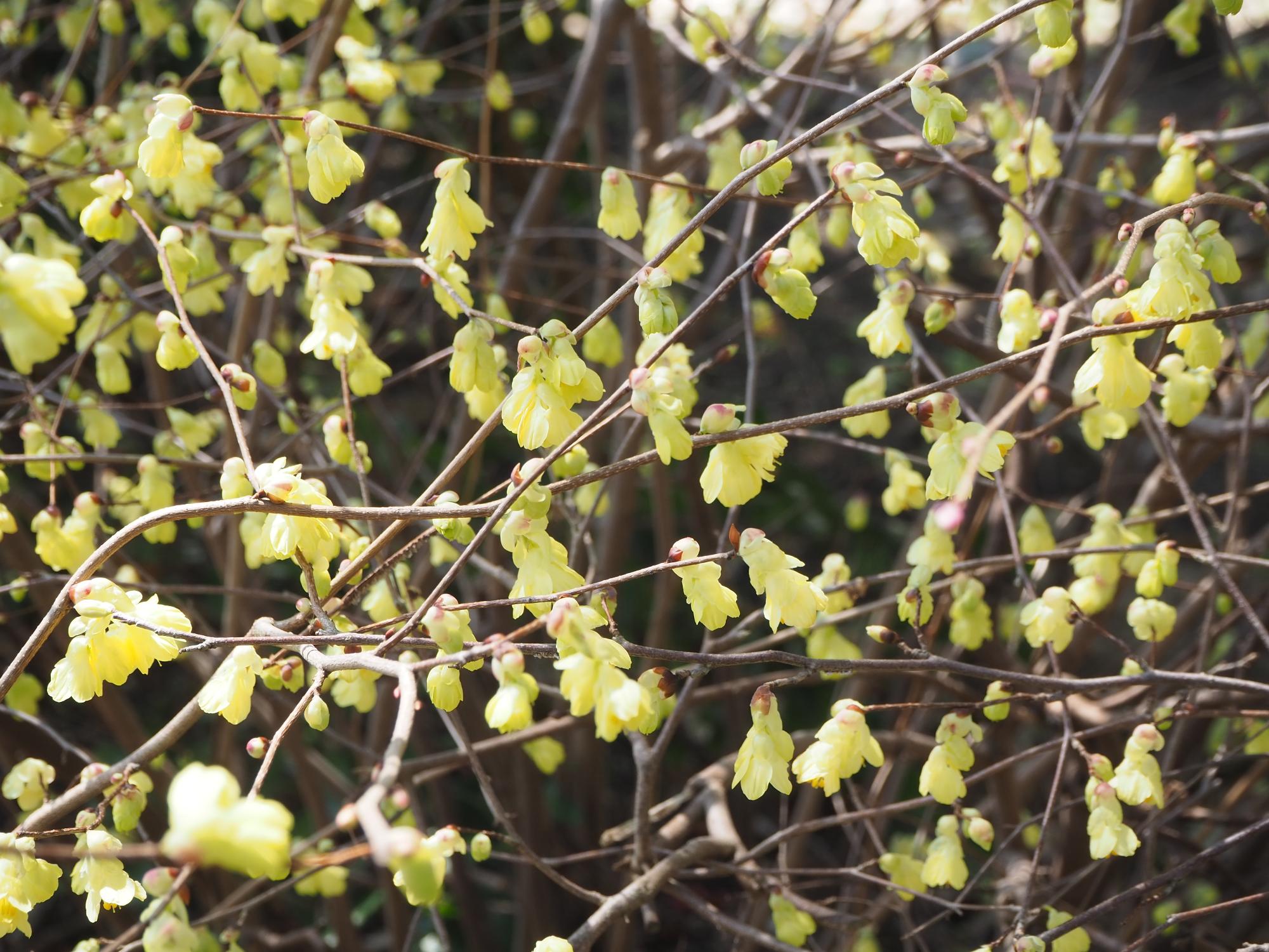 ヒュウガミズキ