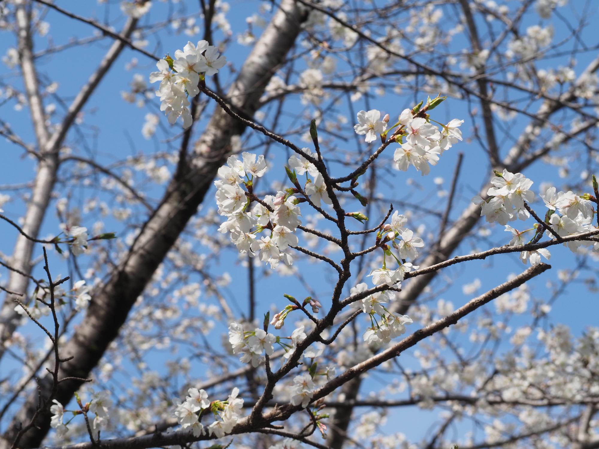 オオシマザクラ