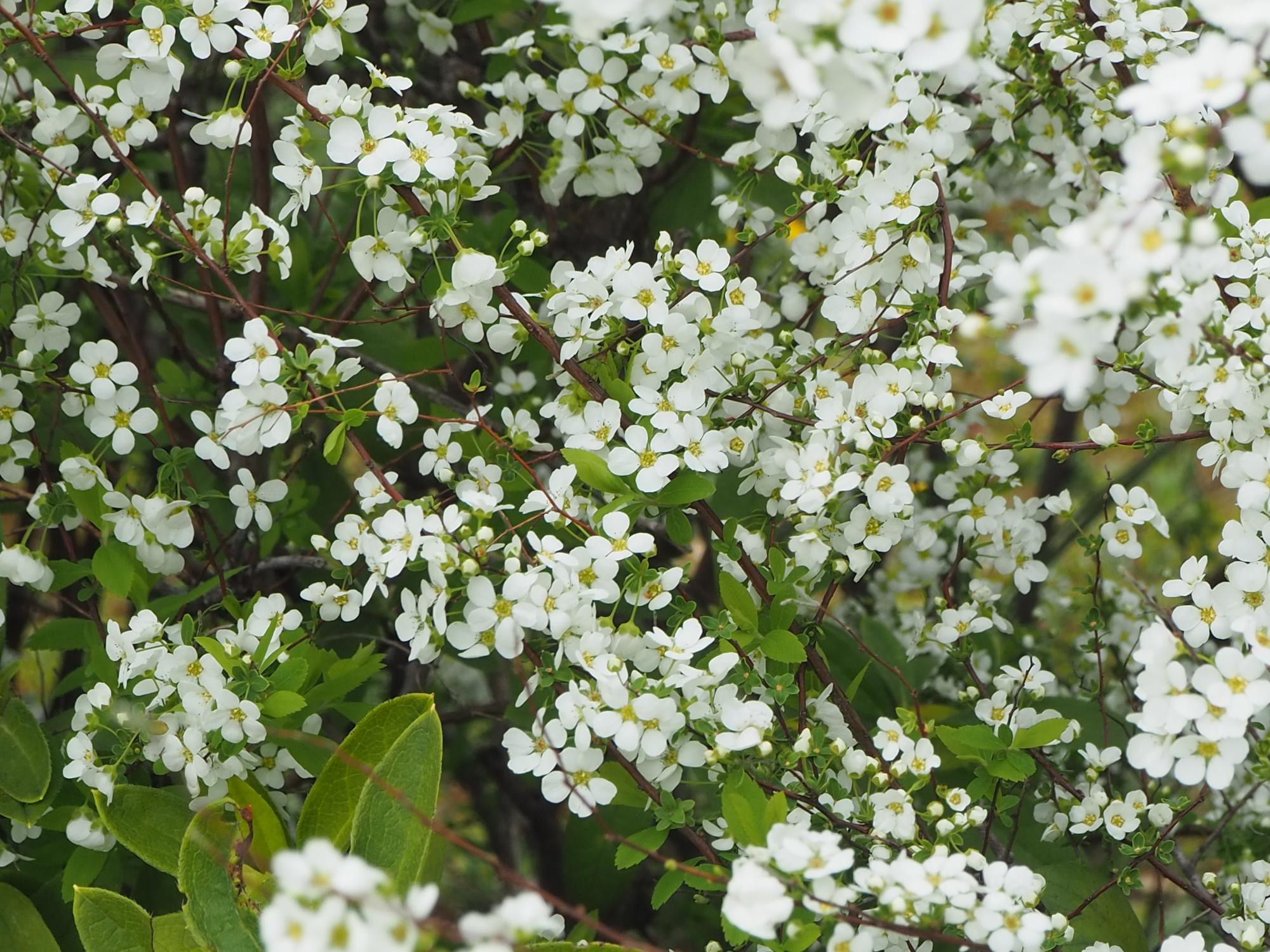 ユキヤナギ