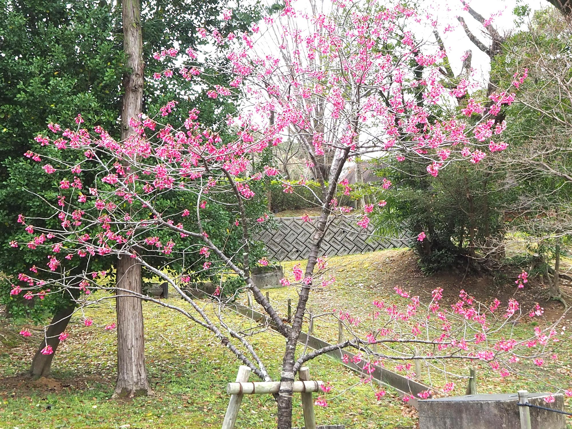 カンヒザクラ
