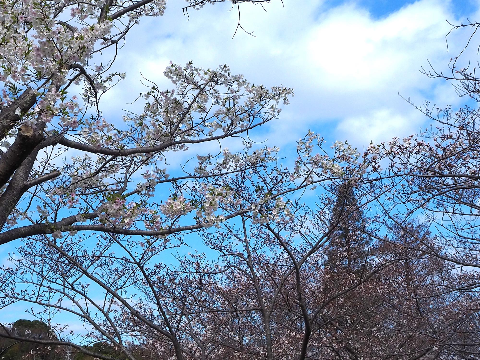 サクラ