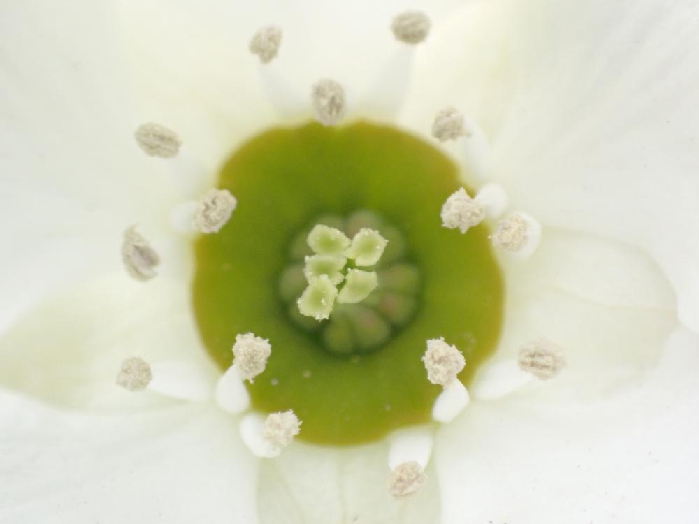 リキュウバイの花の写真