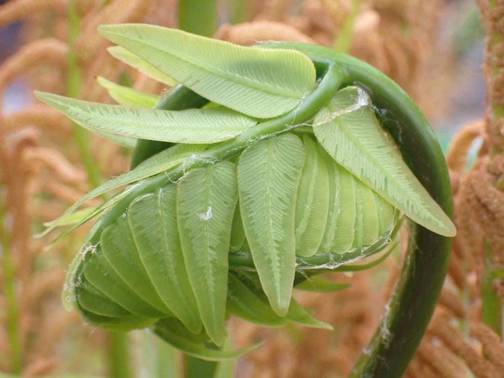 ゼンマイの写真