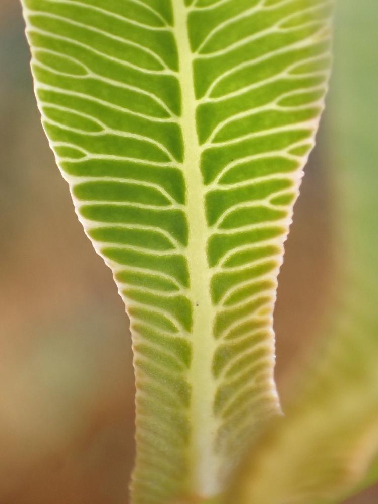ゼンマイの小羽片の写真